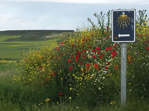 waymarks camino expectations